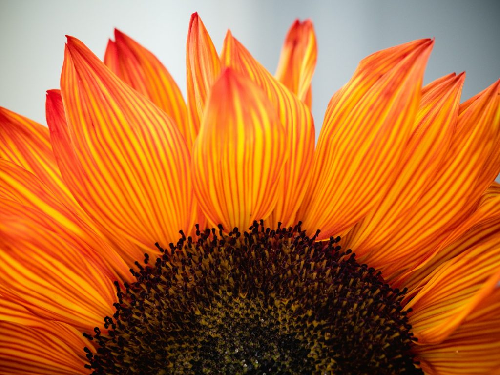 A closeup of a bright orange sunflower head.
