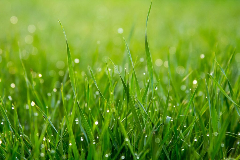 A close-up of lush green lawn grass with droplets of dew.