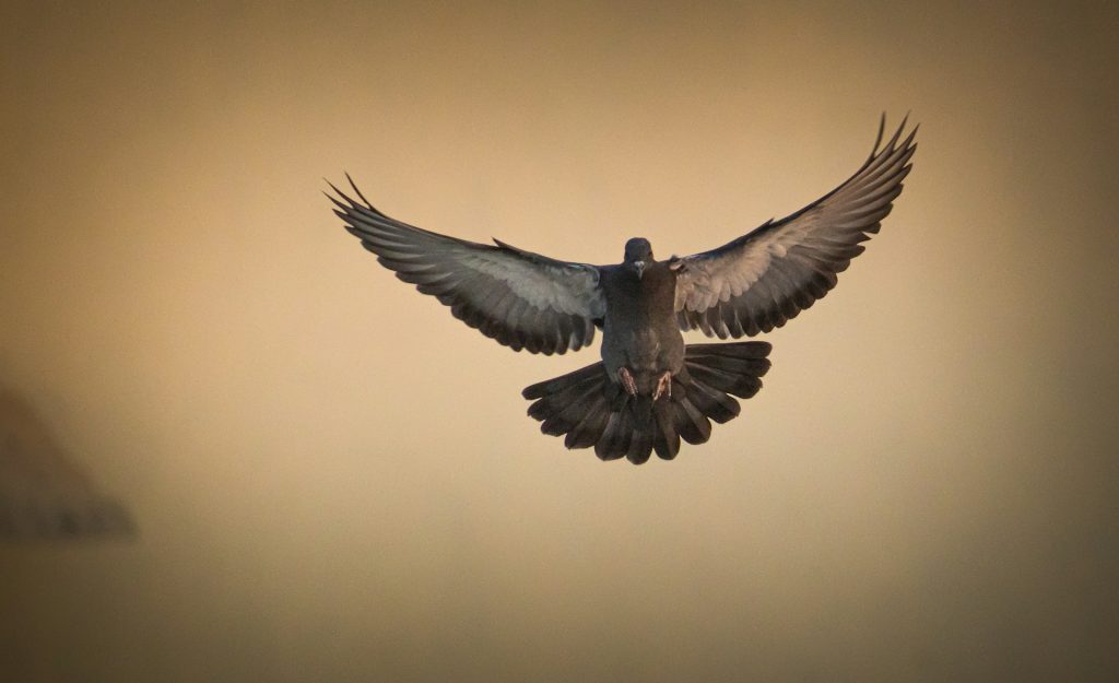 A pigeon with its wings outstretched comes in to land.